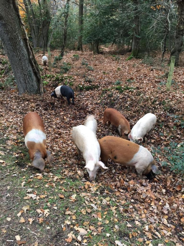 New Forest View Beaulieu Εξωτερικό φωτογραφία