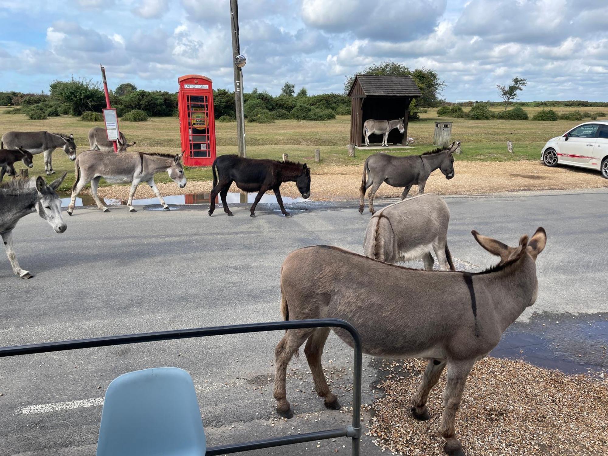 New Forest View Beaulieu Εξωτερικό φωτογραφία